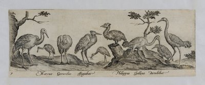 Old Master Engraving by Marcus Gheeraerts